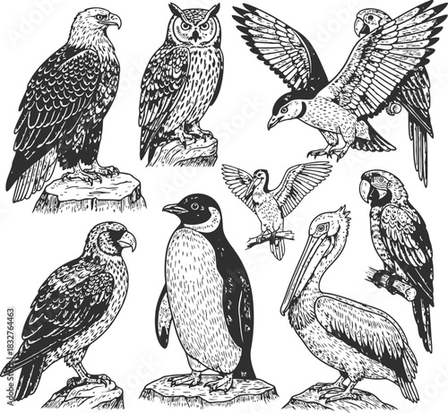 Nine diverse bird silhouettes featuring eagles, owls, parrots, penguin, and pelican