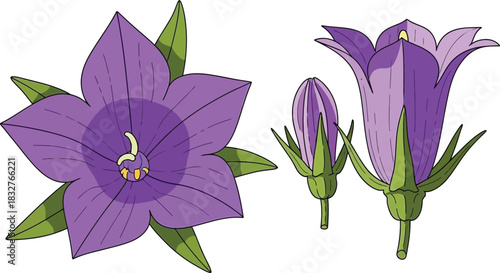 Detailed illustration of purple bellflower flowers and buds on white background