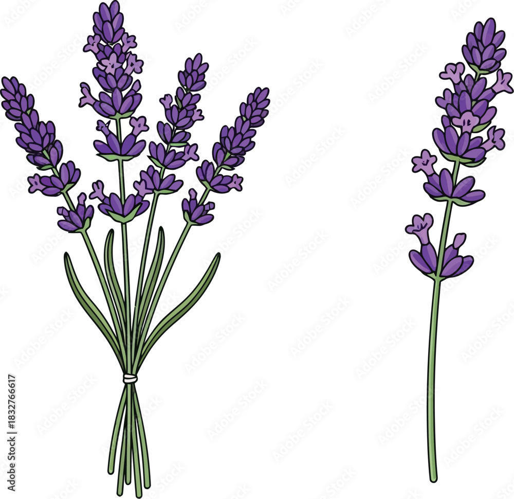 Obraz premium Two sprigs of lavender isolated on white background for floral design