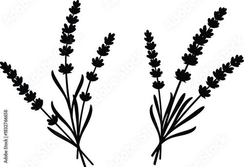 Elegant lavender sprigs silhouette illustration for botanical designs and decoration