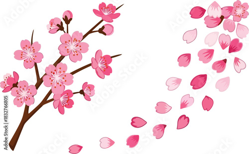 Cherry blossom branch and falling petals illustration on white background