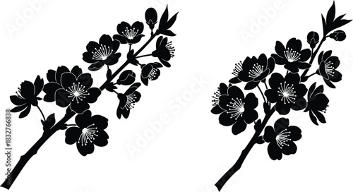 Elegant black and white cherry blossom branches for design and illustration