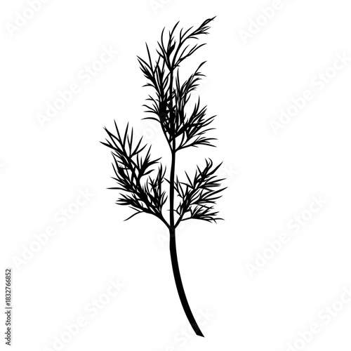 Dill plant monochrome botanical fragrant herb drawing isolated on white background. Graphic hand drawn ink black and white vector. Good for cooking, restaurant, menu, garden, package, spa, decoration