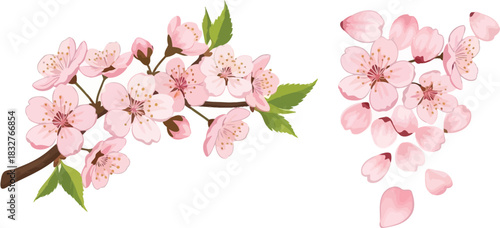 Delicate pink cherry blossom branches and petals on a clean white background