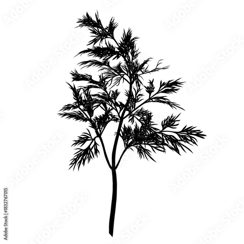 Dill plant monochrome botanical fragrant herb drawing isolated on white background. Graphic hand drawn ink black and white vector. Good for cooking, restaurant, menu, garden, package, spa, decoration