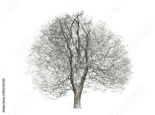 Horse chestnut tree isolated on transparent background. Winter version. Dry tree. Nature concept.