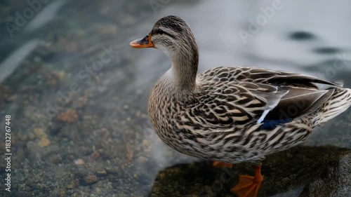 A female mallard duck with mottled brown plumage standing on a rock by the water, orange bill and feet.