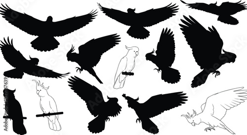 Comprehensive set of black vector silhouettes and white line art outlines of cockatoo parrots in various flying, perching, and resting poses, perfect for t