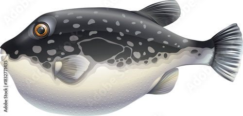 pufferfish vector illustration