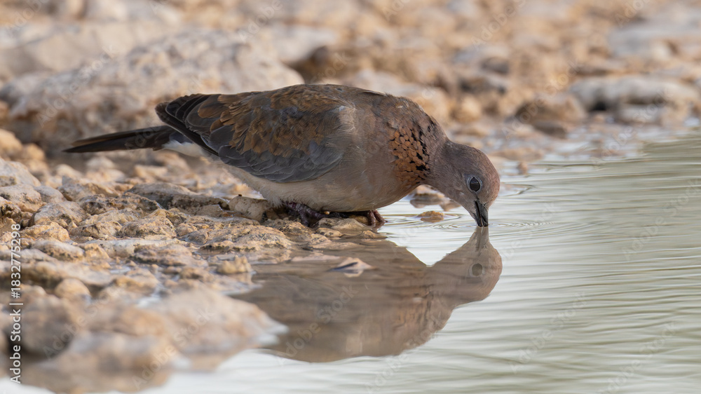 Fototapeta premium Laughing Dove (Rooiborsduifie) (Spilopelia senegalensis) drinking at Aus waterhole near Okaukuejo in the Etosha National Park, Namibia