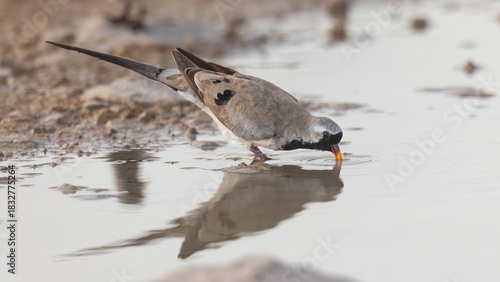 Namaqua Dove (Namakwaduifie) (Oena capensis) drinking at Aus waterhole near Okaukuejo in the Etosha National Park, Namibia