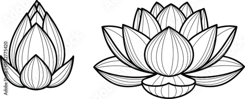 Lotus flower sketch elegant botanical illustration of bud and bloom