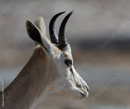 Close-up portrait of a springbok or springbuck (Antidorcas marsupialis), an antelope found mainly in south and southwest Africa near Okaukuejo in the Etosha National Park, Namibia