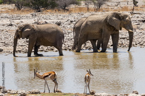 African elephants, are members of the genus Loxodonta, these are African bush elephants (L. africana), drinking, bathing, playing, dusting at Okaukuejo waterhole in the Etosha National Park, Namibia