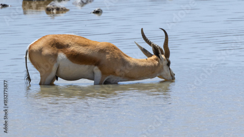 A springbok or springbuck (Antidorcas marsupialis), an antelope found mainly in south and southwest Africa, drinking at Okaukuejo waterhole in the Etosha National Park, Namibia