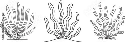Set of Seaweed Line Art, Coloring Book Page Line Art Drawing, Vector and Illustration