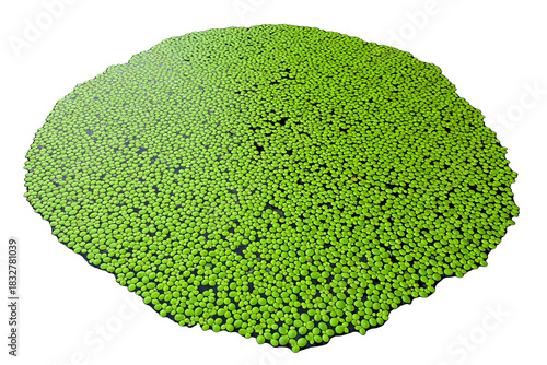 Dense patch of green common duckweed floating on still water on a transparent background