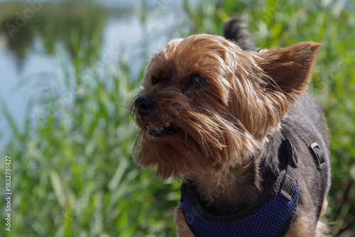 Sunny portrait of Yorkshire Terrier against natural background. Curious little dog in a harness. Dog breed. Domestic dog.