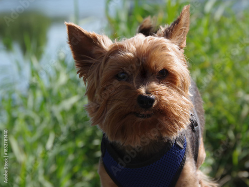 A beautiful portrait of a Yorkshire Terrier against a natural sunny background. A curious, sweet little dog in a harness. A charming dog breed. Ideal for pet lovers. Close-up.
