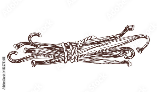 Vanilla pods in bunch vector