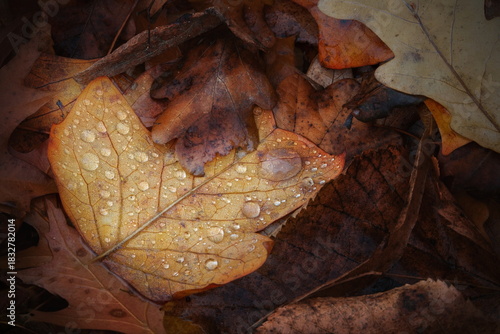 Blatt mit Wassertropfen