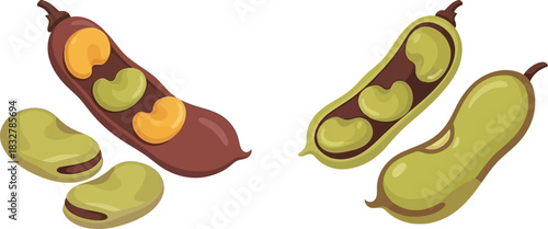 Hand drawn lima beans illustration isolated on white background