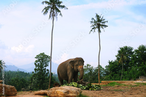 The elephant eats a grass on Sri Lanka