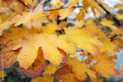 autumn leaves on the ground