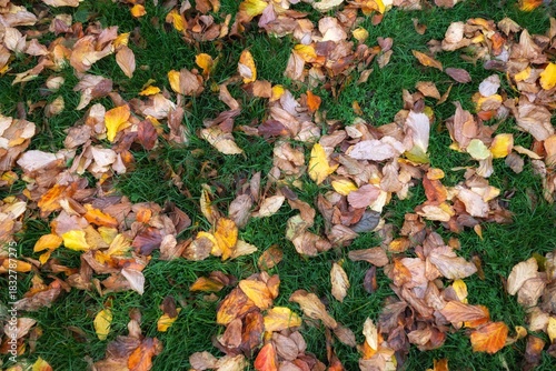 autumn leaves background