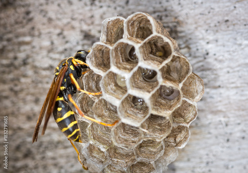 Close up of a paper wasp queen guarding her nest