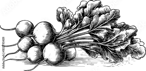 Vintage hand drawn illustration of fresh radishes for decorative design