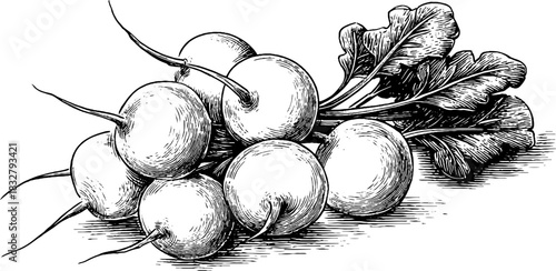 Engraved decorative illustration of a fresh radish bunch for organic food design and culinary art