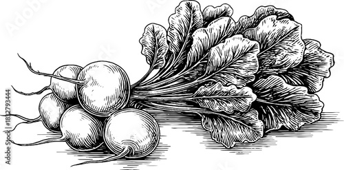 Vintage hand drawn engraving of a radish bundle for decorative design