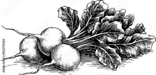 Vintage engraved illustration of a radish bundle for decorative design