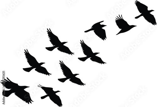 Flock of black birds flying in formation against a white background