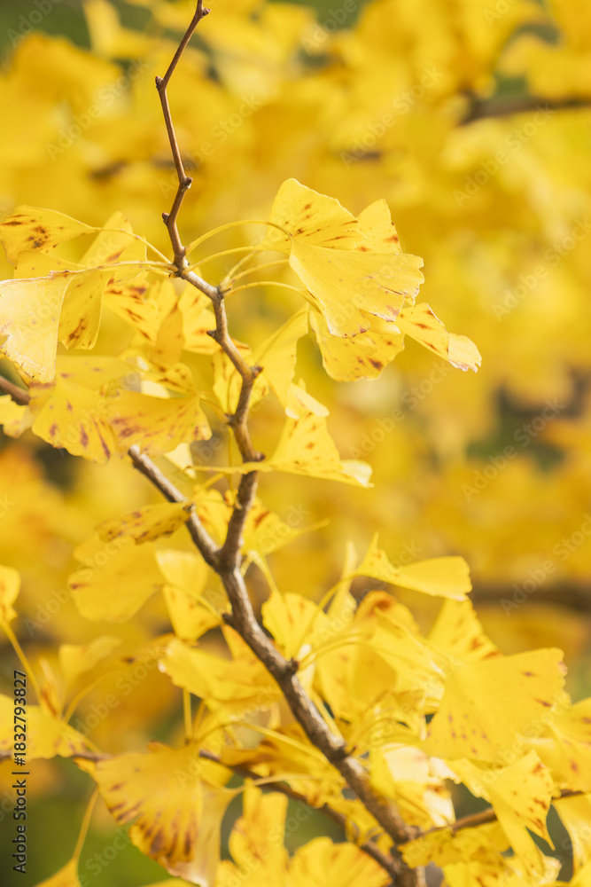 Obraz premium 初冬の銀杏の葉のアップ12