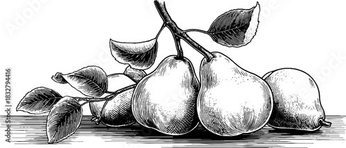 Vintage engraving of a decorative pear cluster for retro design and print
