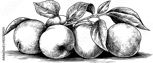 Vintage engraving of ripe peaches with leaves for decorative design or print