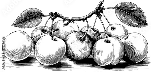 Vintage hand drawn illustration of ripe plums cluster for retro decor