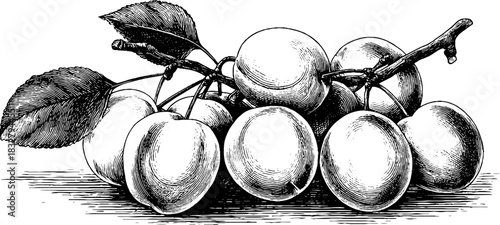 Vintage decorative illustration of ripe plums cluster for design use