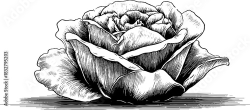 Intricate gothic tracery rose design for decorative and artistic projects