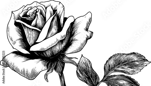 Gothic tracery rose in engraved decorative style – vintage floral design for cards or posters