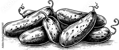 Vintage decorative engraving of cucumber group for retro design and art projects
