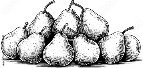 Vintage engraved illustration of ripe pears with decorative element for retro designs