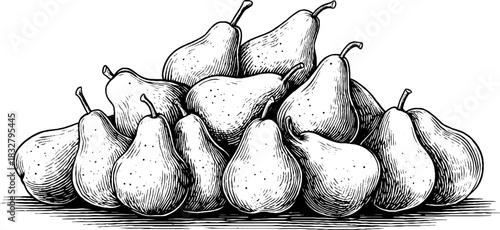 Engraved decorative illustration of ripe pears for vintage design and decor