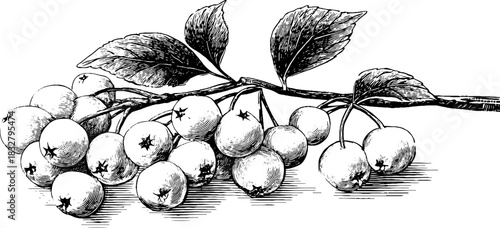 Engraved decorative illustration of a heap of small berries for retro design
