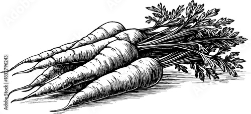 Decorative engraving of fresh carrots hand drawn for organic food design