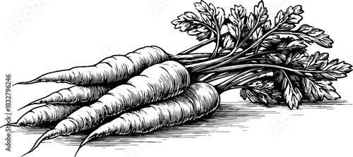 Hand drawn vintage illustration of fresh carrots for culinary and gardening design