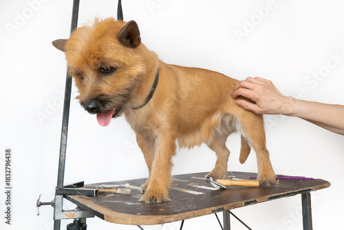 groomer combing wool of spitz in salon, grooming master cuts and shaves, cares for a dog in professional salon for pets. High quality photo