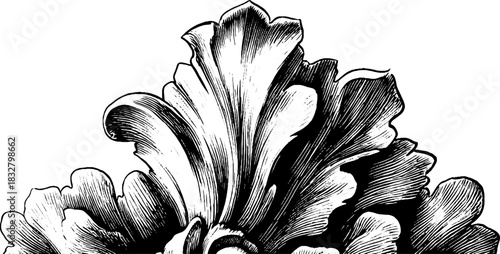 Ornate baroque flourish design engraved decorative illustration for vintage projects